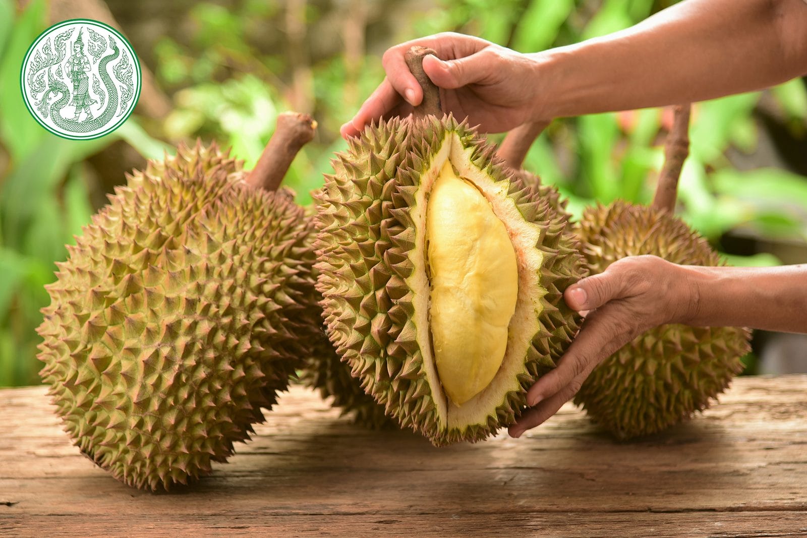 Durian — the spiky king of fruits opened to show yellow flesh