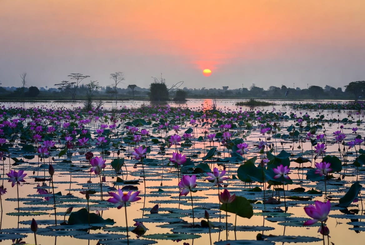 Red Lotus Lake near Udon Thani covered in pink lotus flowers at sunrise